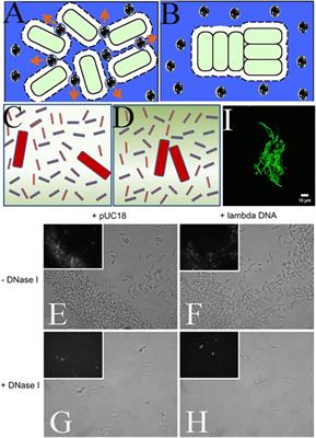 Depletion attraction in colloidal and bacterial systems